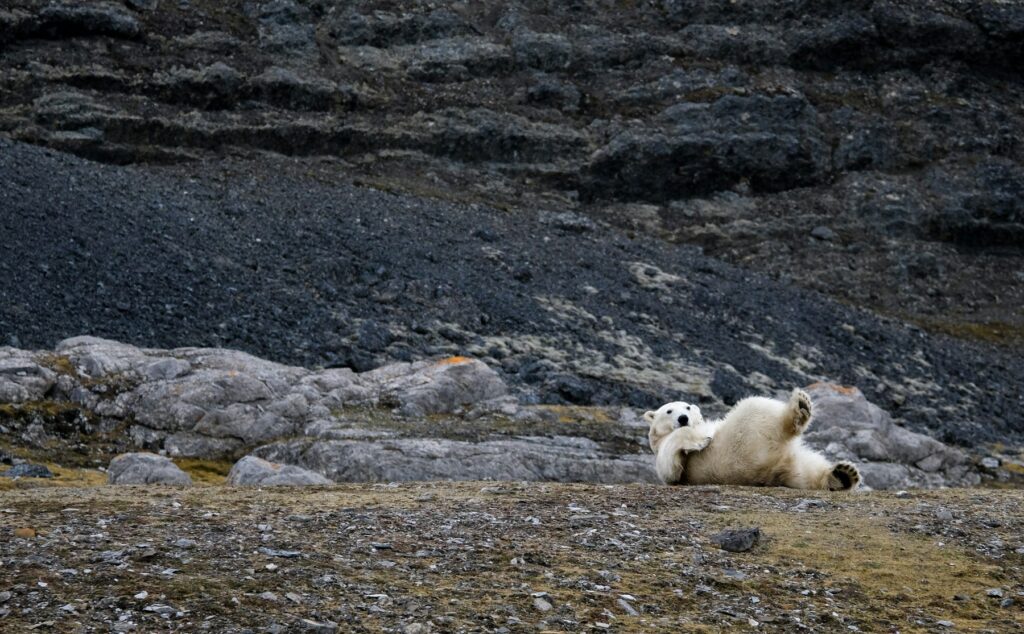 Orso polare alle Svalbard